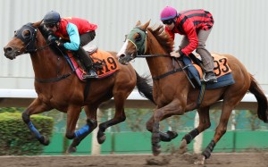 Tommy Berry trials Eagle Way (right) at Sha Tin behind Righteous Mate at Sha Tin on Friday. Photos: Kenneth Chan