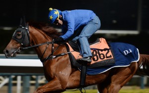 Sleep Education gallops on the all-weather track. Photo: Kenneth Chan