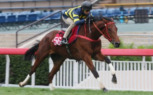 Joao Moreira rides Insayshable in a barrier trial at Sha Tin. Photo: Kenneth Chan