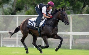 Let Us Win gallops on the Sha Tin turf. Photos: Kenneth Chan