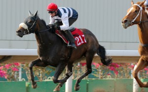 Harmony Hero trials at Sha Tin on March 23. Photos: Kenneth Chan.