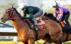Jolly Gains works at Sha Tin on Monday. Photo: Kenneth Chan