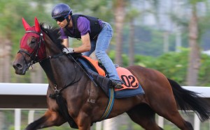 Joao Moreira rides Circuit Glory at trackwork on Monday morning. Photos: Kenneth Chan