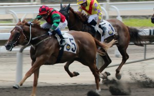 What did the galloper’s former trainer say to get him over the line at Sha Tin on Saturday?