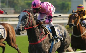 Hot King Prawn dashes to victory underneath Karis Teetan in the National Day Cup. Photos: Kenneth Chan