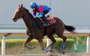 Keith Yeung rides Coby Boy in a recent gallop. Photos: Kenneth Chan