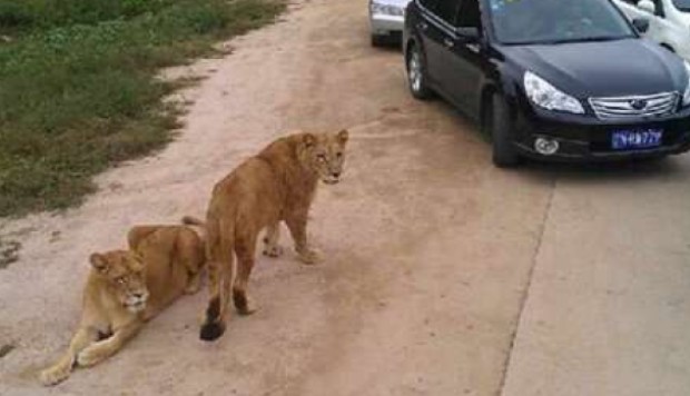 Tiger Kills Woman Visiting Beijing Safari Park After She Exits Car South China Morning Post