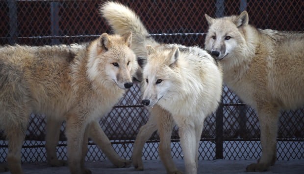 Arctic wolves to go on display at Chinese zoo | South Arctic wolves to go on display at Chinese zoo | South