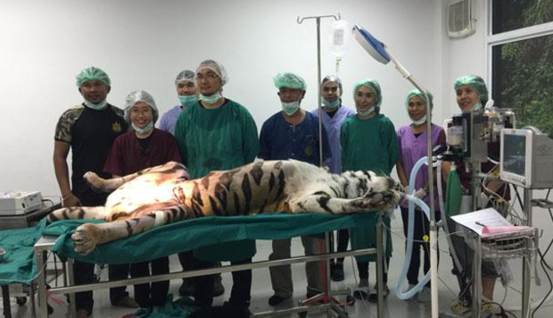 Attempt in Thailand to save tiger with a two-kilo tumour