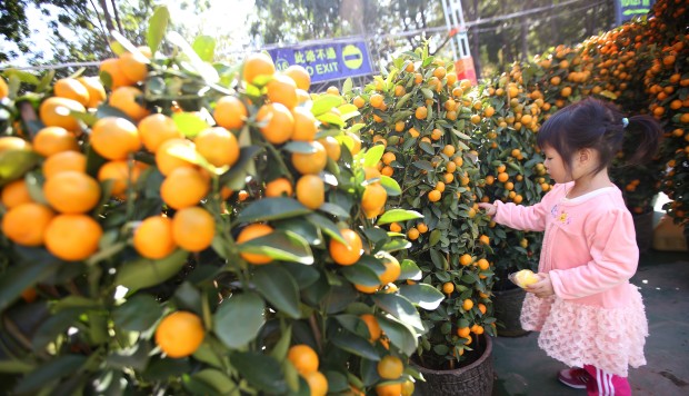 Chinese New Year lucky foods explained: 10 auspicious dishes and why