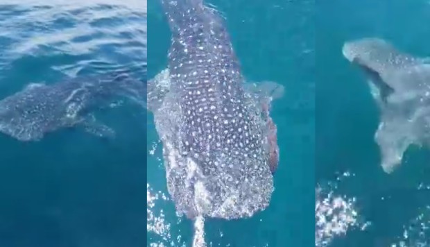 Viral whale shark video prompts calls for Hong Kong to tighten laws and