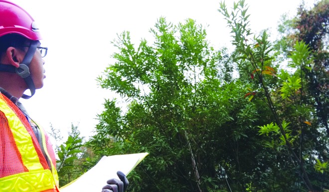 Participants will meet arborists for a walk to get to know trees in the city in "Meet the Arborists".