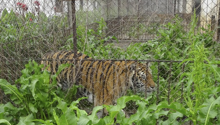 Why 1,800 tigers are in a rundown China park: to be made into wine ...