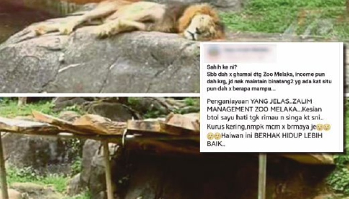 No Case Of Animal Abuse At Malaysian Zoo South China Morning Post