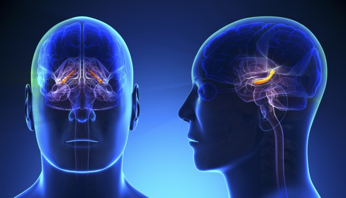 Despite Dearth Of Data Firms Sell Brain >> Even Moderate Drinking Can Damage The Brain Researchers Now Say Despite Dearth Of Data Firms Sell Brain >> Even Moderate Drinking Can Damage The Brain Researchers Now Say