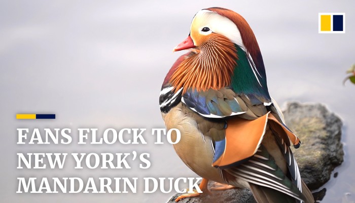 The Mandarin Duck New York S Most Surprising Celebrity