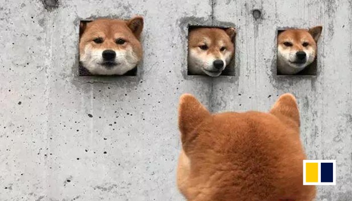 An Unusual Attraction In Japan Three Shiba Inus Peeking Out From Holes