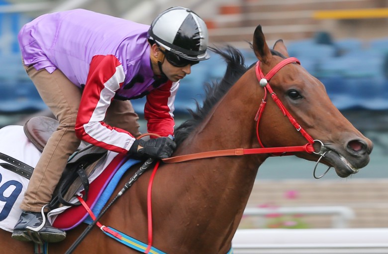 Perpetual Joyance looks well placed to win a couple of races before the season is out. Photo: Kenneth Chan