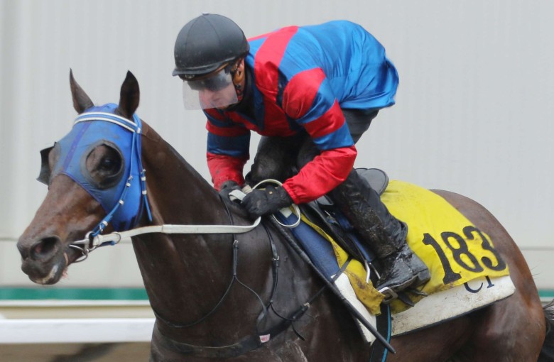 The Breeders’ Cup dream is over for Gun Pit. Photos: Kenneth Chan