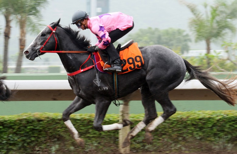 Hot King Prawn finishes last in his trial on May 5 but the youngster’s superior speed should shine through on Saturday. Photos: Kenneth Chan.