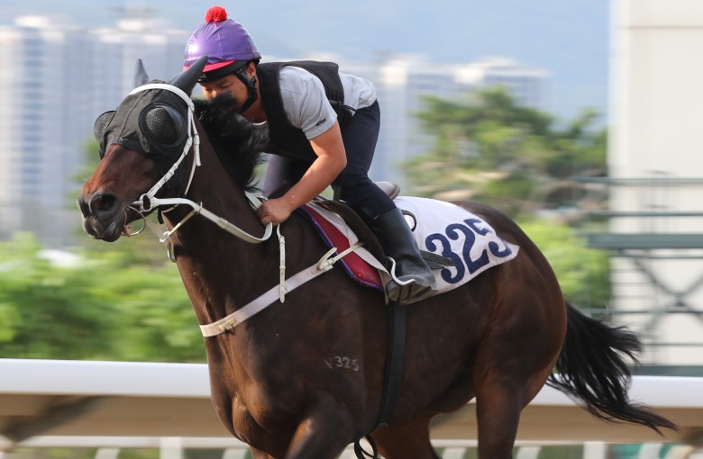 Pakistan Star gallops at Sha Tin on Thursday morning. Photos: Kenneth Chan