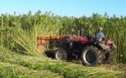 A farmer in Sunwu county, Heilongjiang province, harvests a crop of cannabis plants. Photo: Sunwu county government