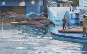 Dolphins perform at Ocena Park’s Ocean Theatre. Photo: May Tse