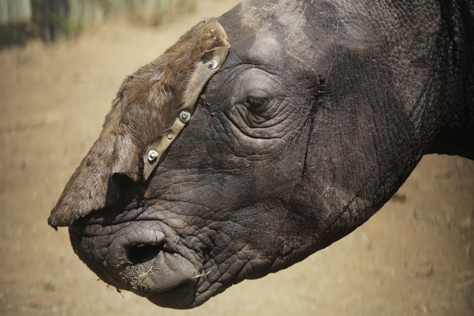 Saving the survivors: battling against rhino poaching in South Africa | South China Morning Post