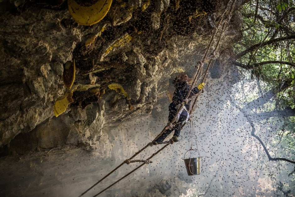 Risking Life Alongside The Himalayan Giant Honey Bee South China Morning Post Alibaba.com offers 1,691 honey himalayan products. himalayan giant honey bee