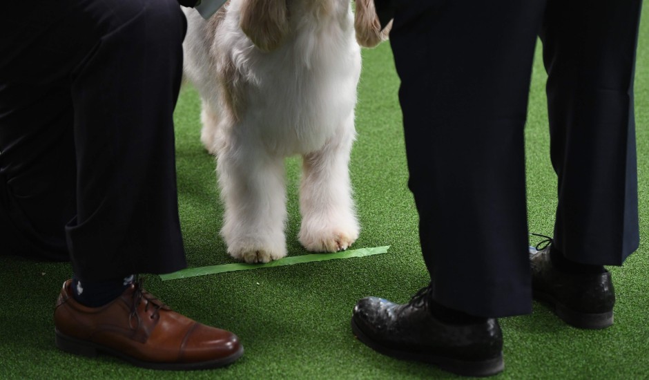 143rd westminster shop dog show