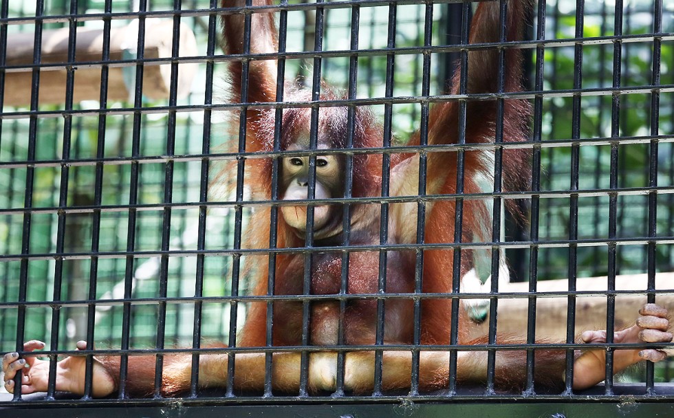 Hong Kong zoo animals 'need laws to protect their psychological welfare