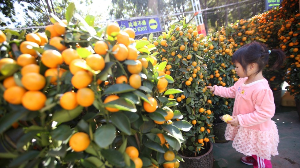 Chinese New Year lucky foods explained: 10 auspicious dishes and why