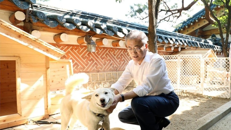 Dogs of North Korea Kim’s pets, valuable pelts and interKorean peace