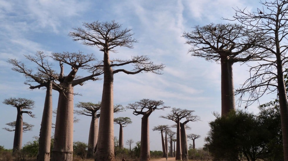 Nutrition: Baobab | South China Morning Post