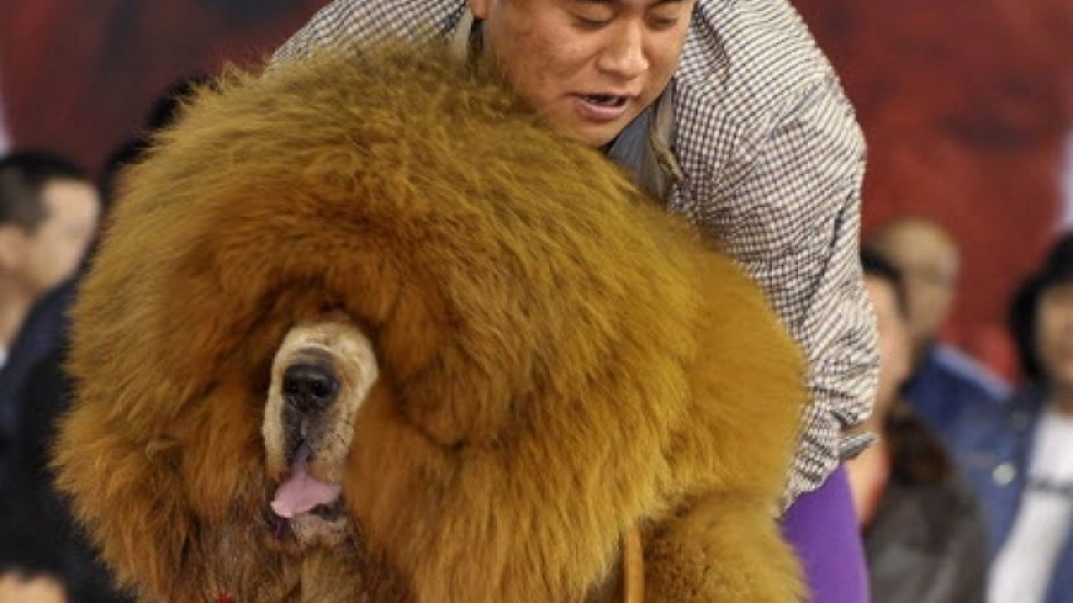 Tibetan mastiff kills sixyearold girl South China Morning Post