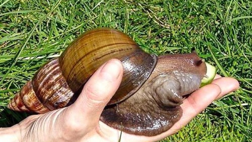 giant snail giant snail