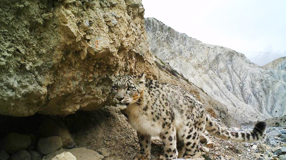 Rare snow leopards caught on camera in Tibet reserve for the first time ...