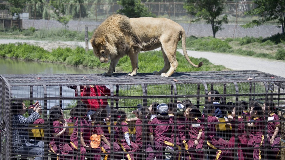 Lions roam free at safari park as visitors sit in cages for closeup