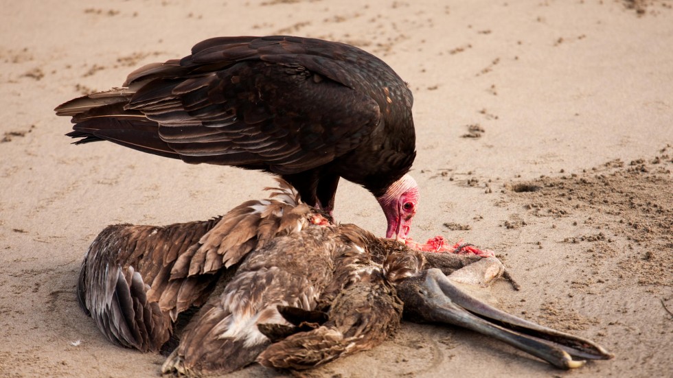 Turkey vulture's gross habits let it avoid food poisoning: study