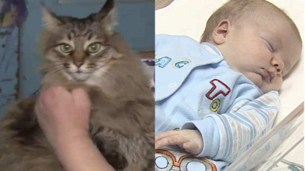 Stray cat saves baby from freezing to death in Russia South China Morning Post