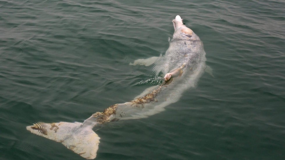 Injured Hong Kong dolphin rescued and sent to Ocean Park for treatment