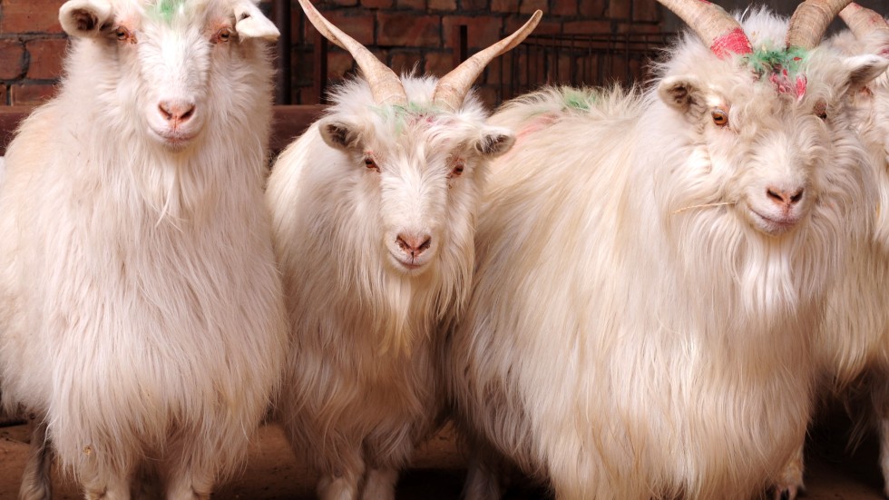 Sickness and property woes: why year of the goat might make you want to