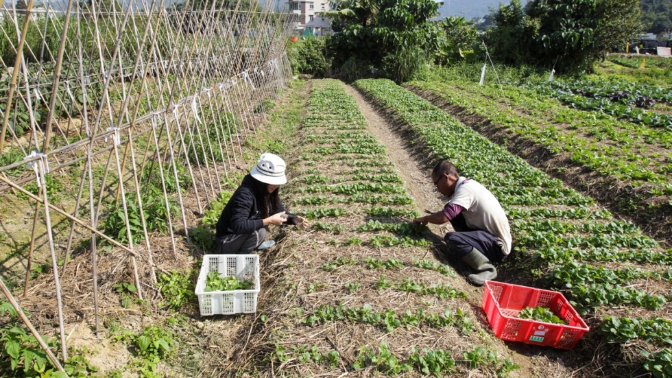 Farmers question plan for hi-tech agricultural park in Hong Kong