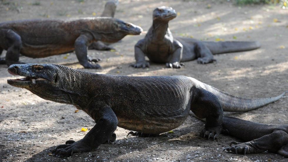 komodo dragon takes a bite out of zookeeper south china morning post