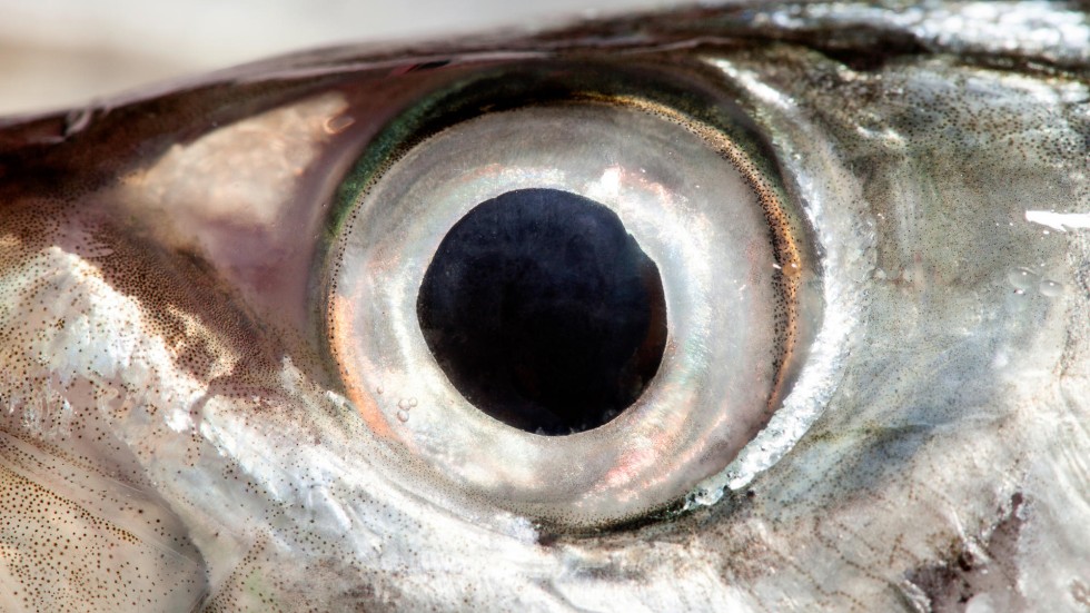 fear factor eating fish eyeballs