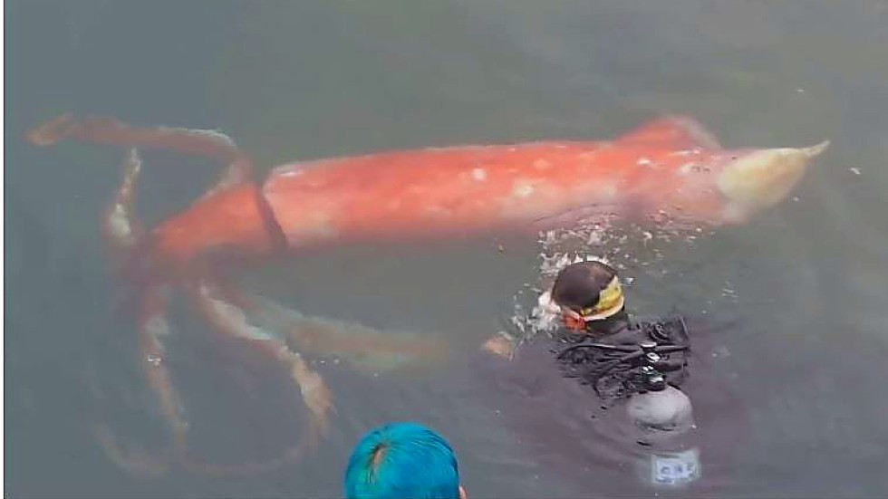 Incredible footage shows diver swimming with giant squid alongside