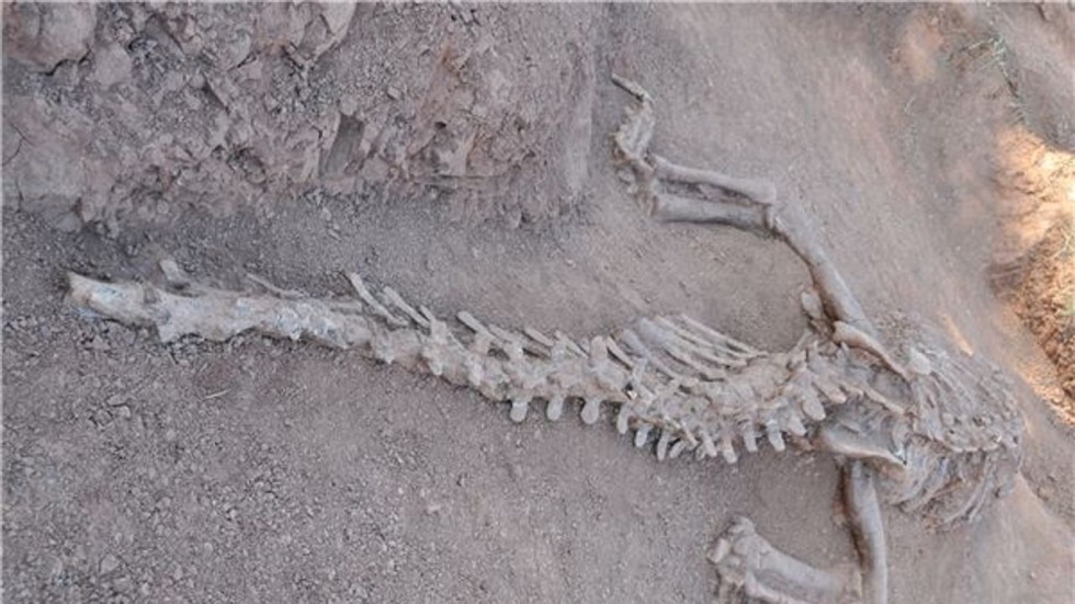 latest craze european outdoor furniture cement the fossilised remains of l magnus unearthed in lufeng county yunnan province photo xinhua really old lizards 180 million year dinosaur fossils dug up latest craze european outdoor furniture cement the fossilised remains of l magnus unearthed in lufeng county yunnan province photo xinhua really old lizards 180 million year dinosaur fossils dug up