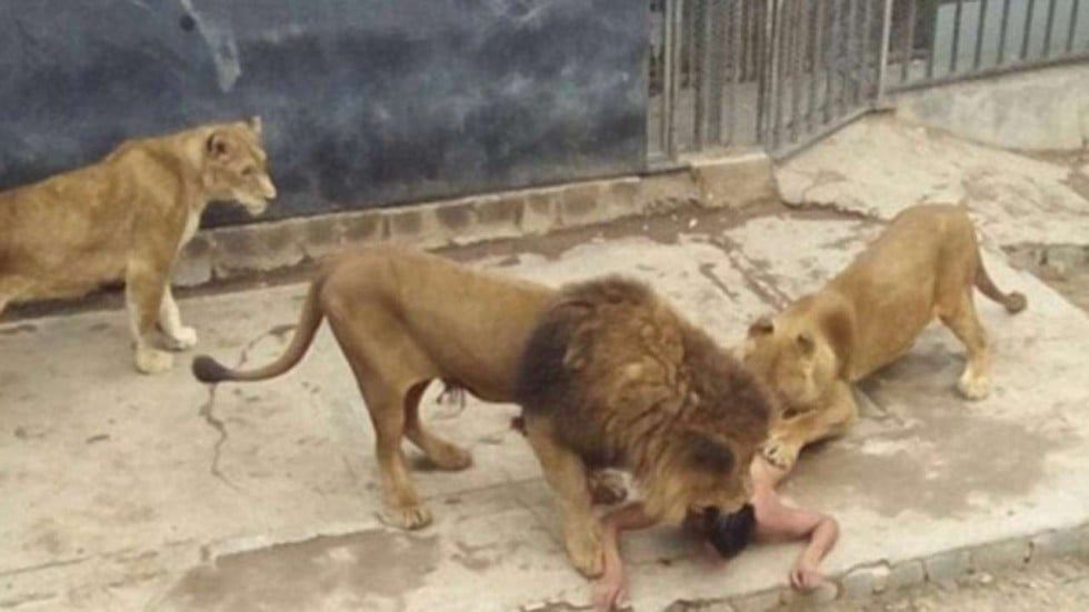 Chile zoo kills lions to protect suicidal man who entered their cage