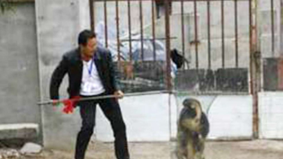 Rewards To Kill Stray Dogs In County In Northern China