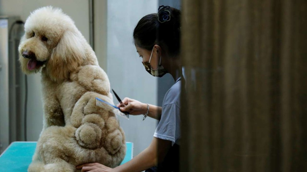 Cutting Edge Taiwanese Pet Groomer Gets Creative South